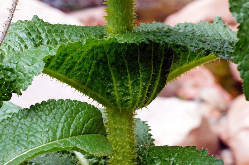 Dipsacus valsecchii / Scardaccione di Valsecchi